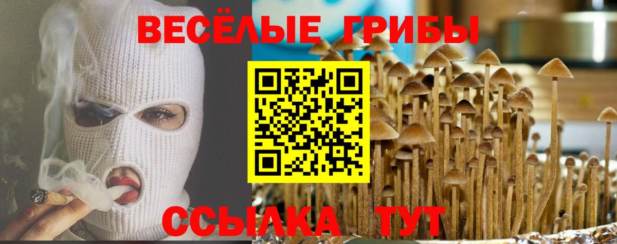 Кунгур  купить наркотик  Вход с VPN  Псилоцибиновые грибы Cubensis 